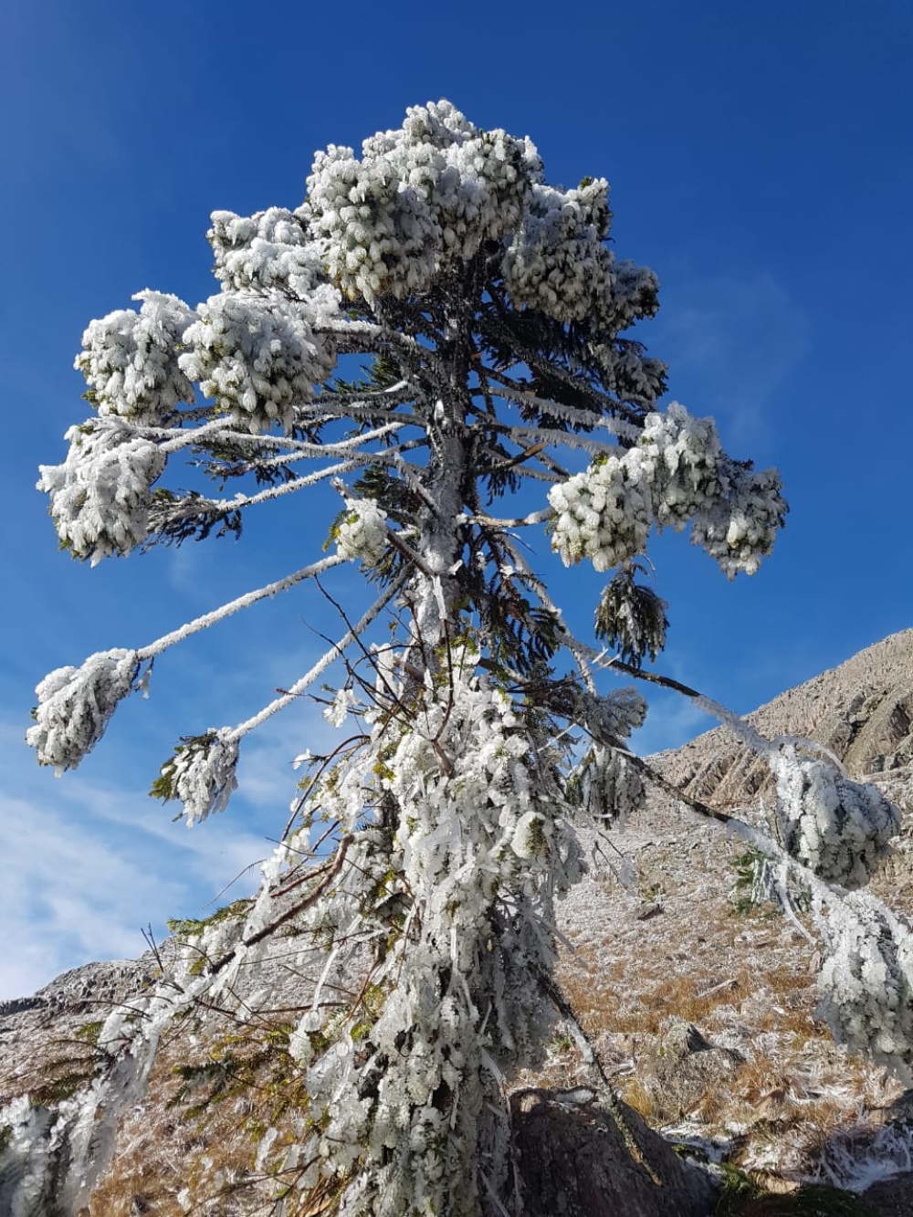 POSTALES BLANCAS QUE DEJÓ LA NIEVE EN PIGÜÉ