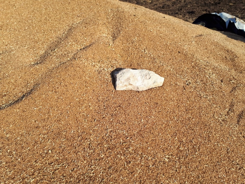 HECHO VANDALICO EN UN CAMPO DE SAAVEDRA