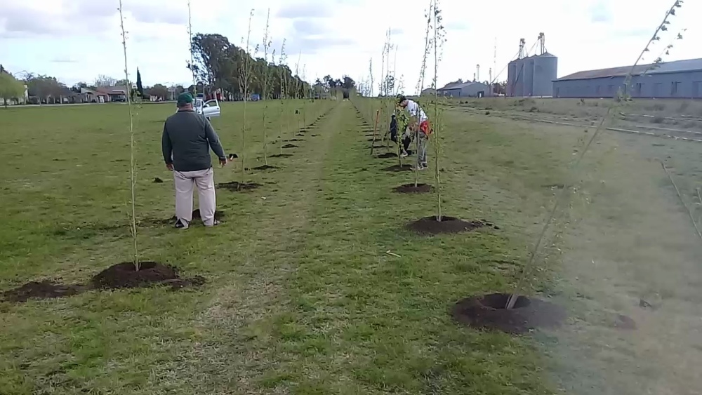 SE COLOCARON 238 PLANTAS EN ESPARTILLAR