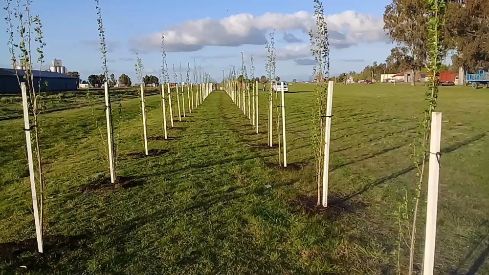 SE COLOCARON 238 PLANTAS EN ESPARTILLAR