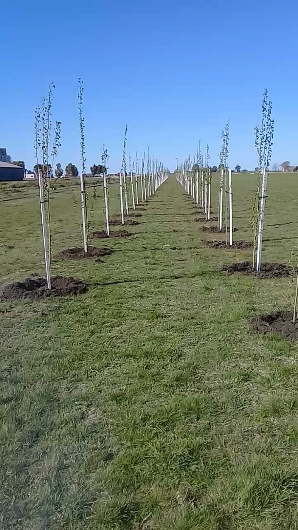 SE COLOCARON 238 PLANTAS EN ESPARTILLAR