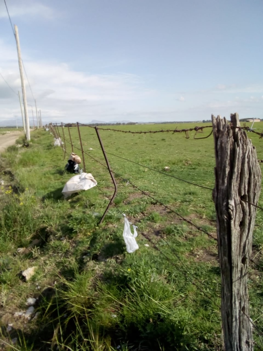 SE LE MURIERON 6 VACAS POR COMER BOLSAS DEL BASURERO