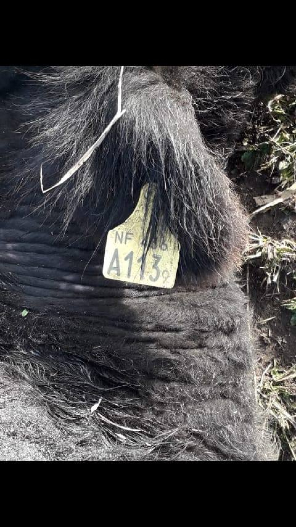 SE LE MURIERON 6 VACAS POR COMER BOLSAS DEL BASURERO