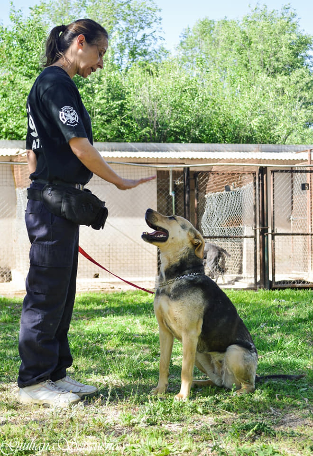 EL MUNICIPIO REEDUCA PERROS PELIGROSOS PARA DARLOS EN ADOPCION