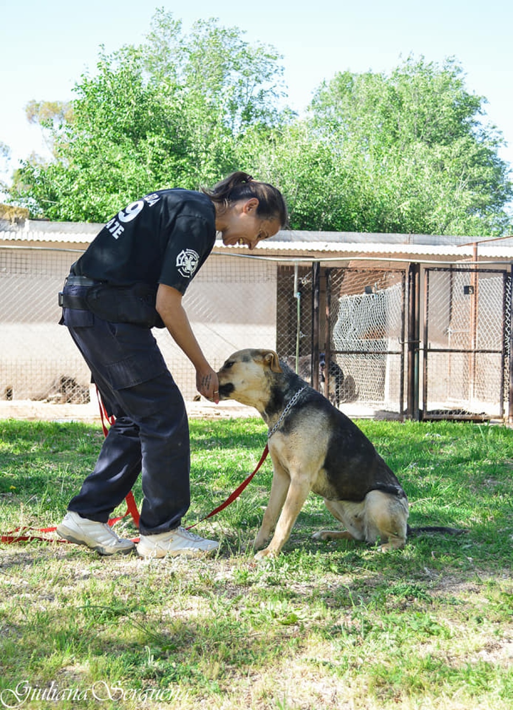 EL MUNICIPIO REEDUCA PERROS PELIGROSOS PARA DARLOS EN ADOPCION