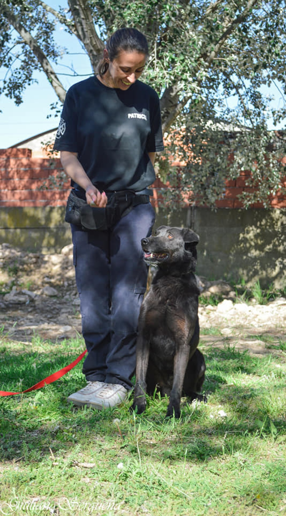 EL MUNICIPIO REEDUCA PERROS PELIGROSOS PARA DARLOS EN ADOPCION