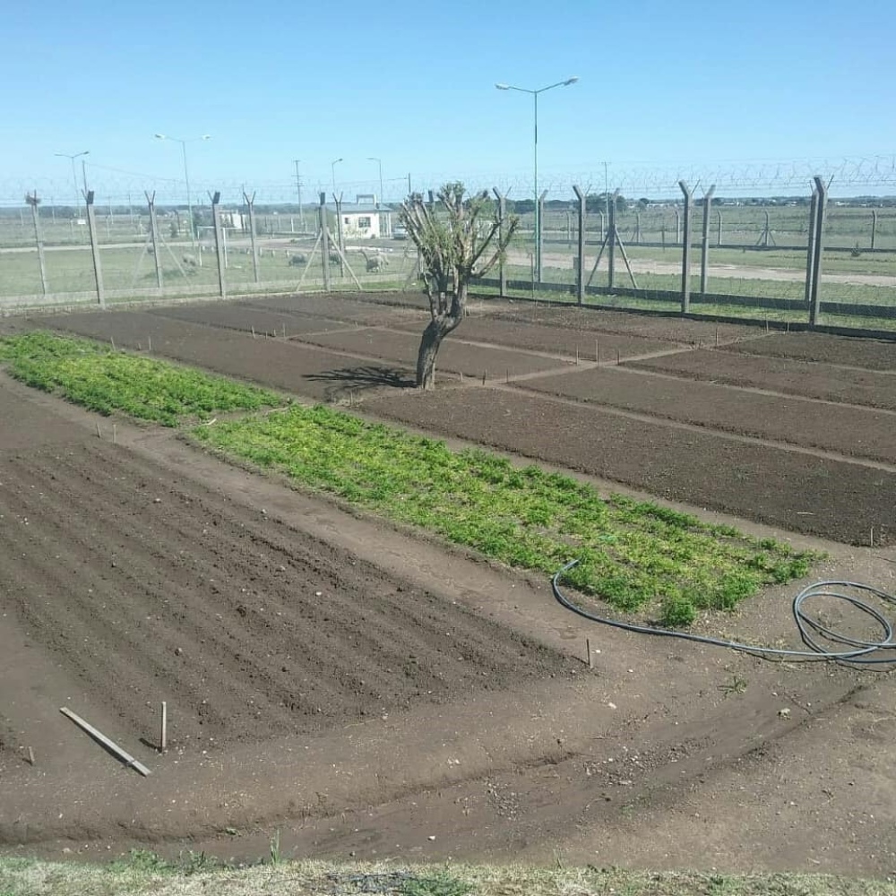 LA HUERTA DE LA CÁRCEL PRODUJO 9 MIL PLANTINES PARA AUTOCONSUMO