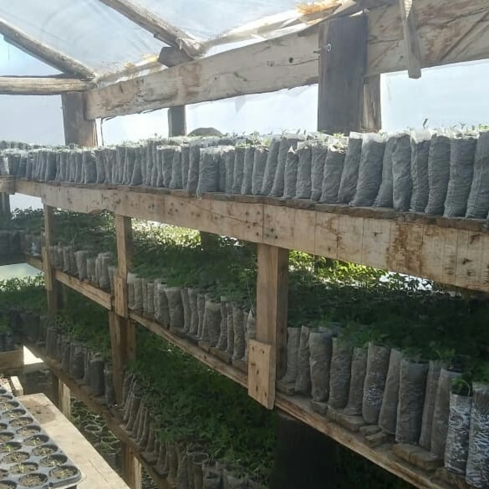 LA HUERTA DE LA CÁRCEL PRODUJO 9 MIL PLANTINES PARA AUTOCONSUMO