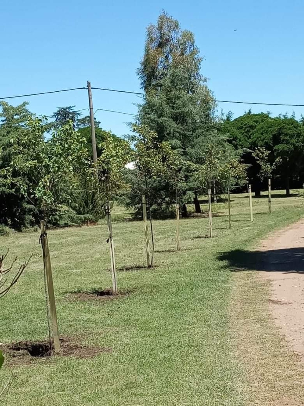 SIGUE LA REFORESTACIÓN EN LAS LOCALIDADES