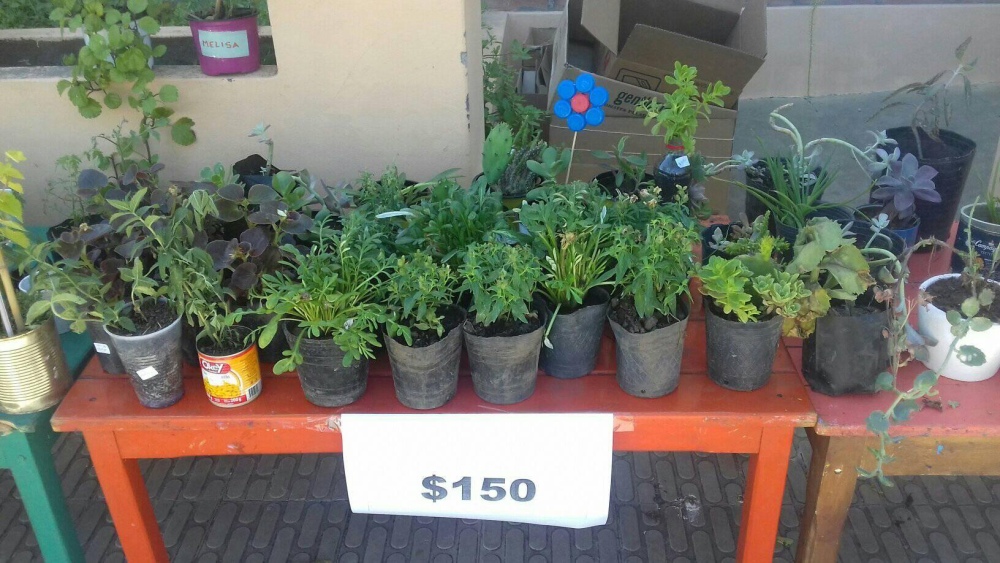 FERIA DE PLANTAS DEL MAMITA