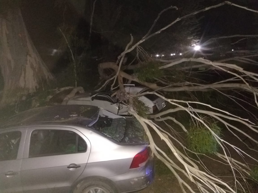 UN ARBOL APLASTÓ A UN AUTO EN EL PARQUE MUNICIPAL