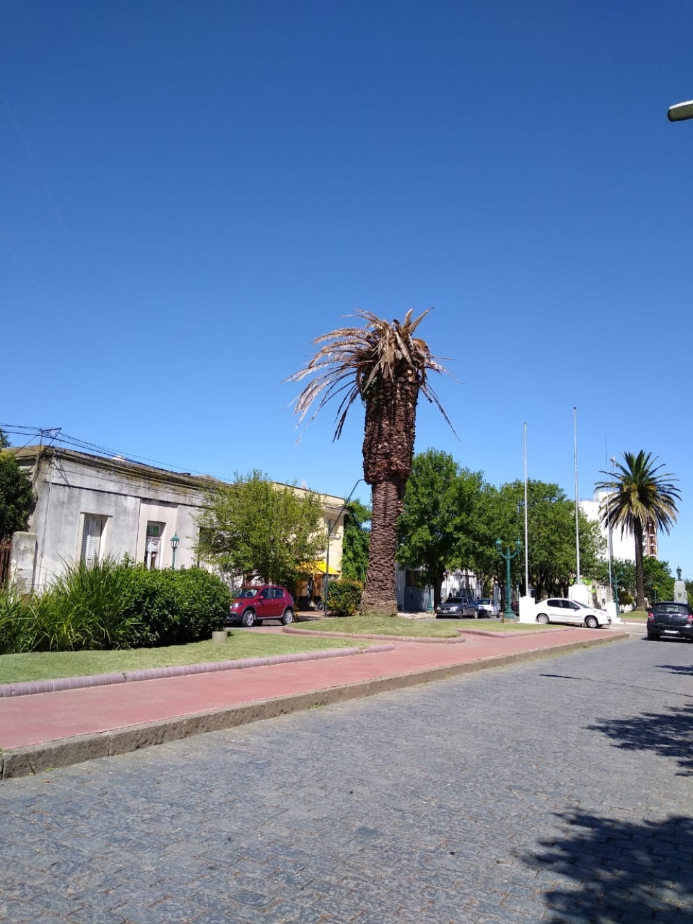 EXTRACCIÓN DE UNA DE LAS PALMERAS EN LA RAMBLA DE AV. CASEY PARA SU REEMPLAZÓ