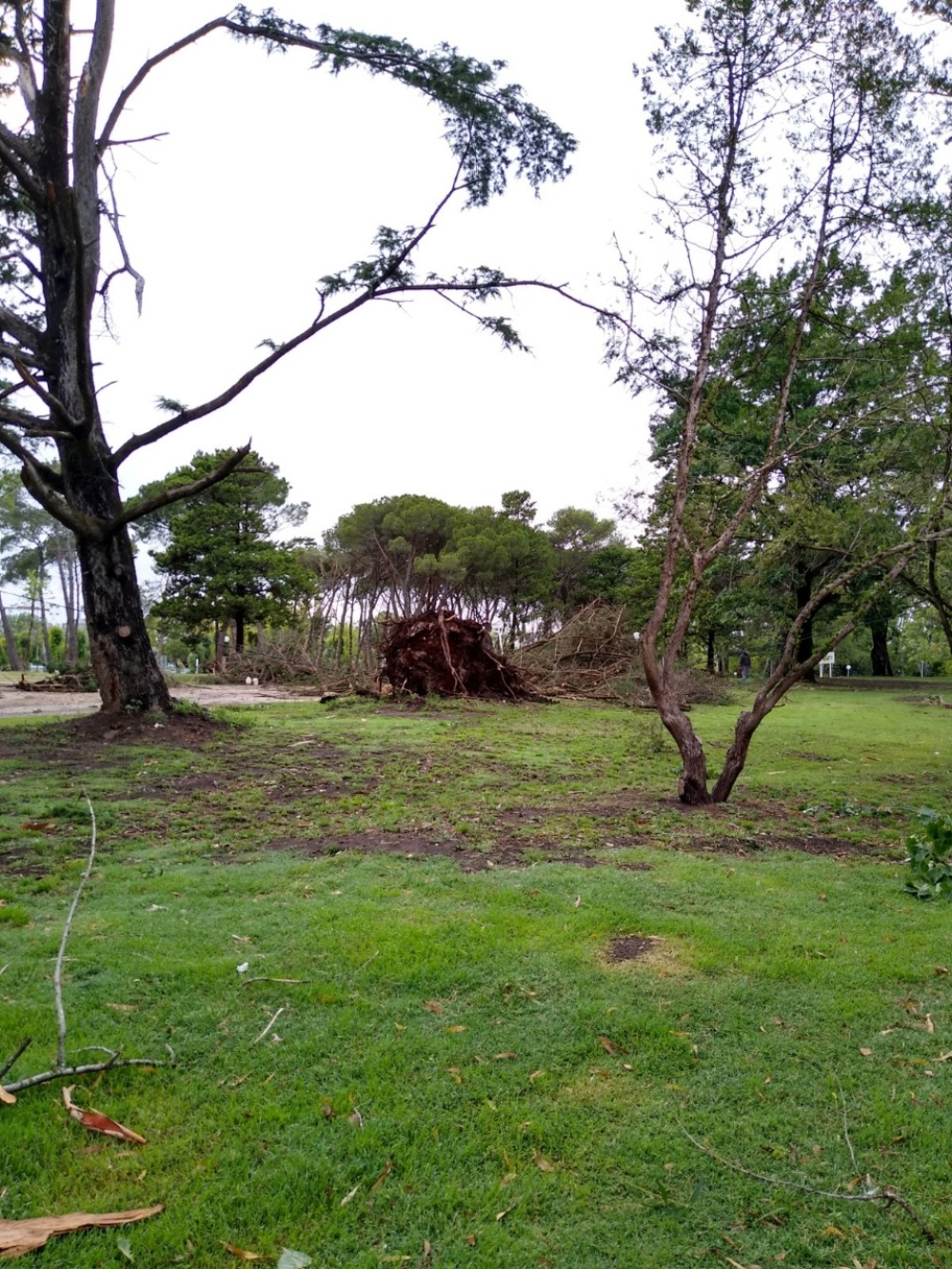 VARIOS ÁRBOLES CAÍDOS EN EL PARQUE MUNICIPAL POR EL TEMPORAL