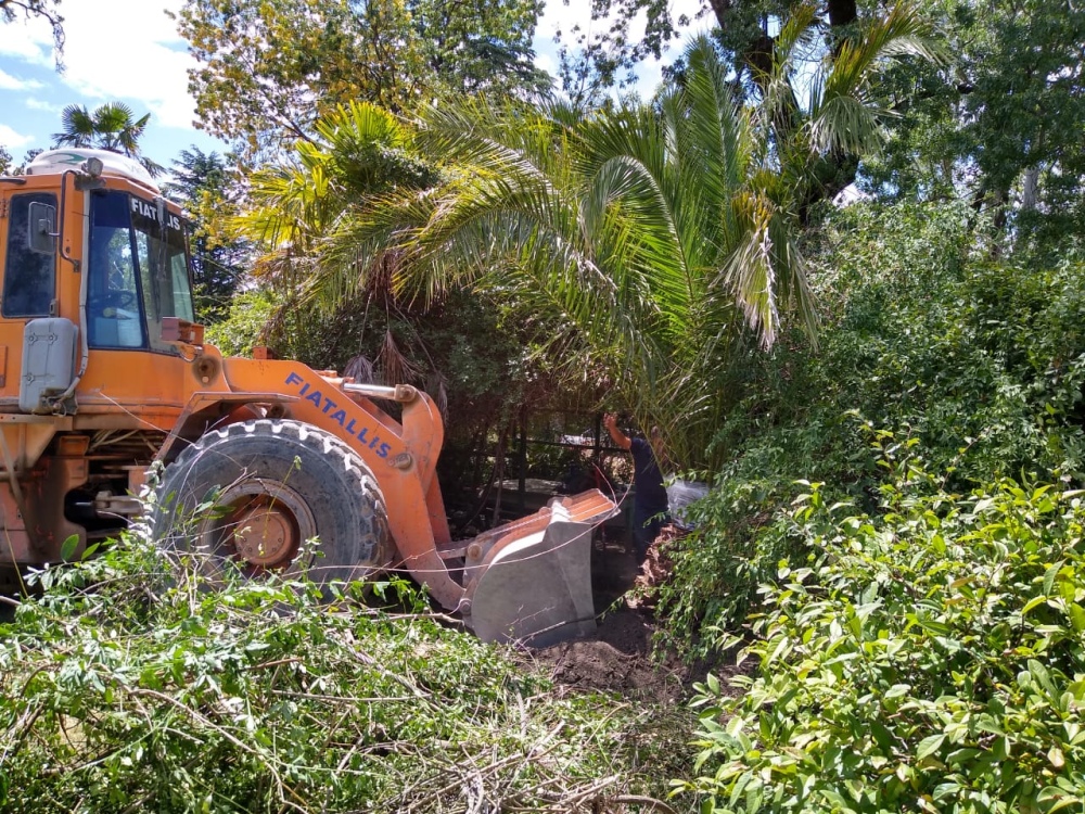 COLOCACIÓN DE NUEVAS PALMERAS