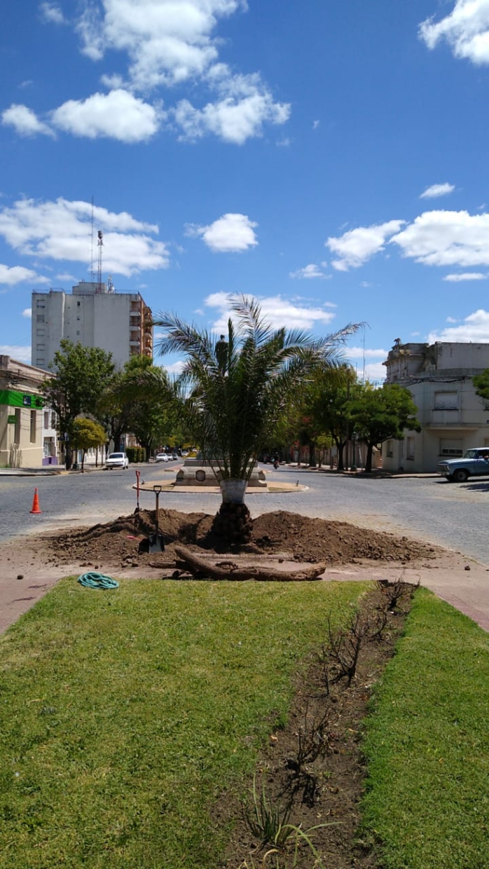 COLOCACIÓN DE NUEVAS PALMERAS