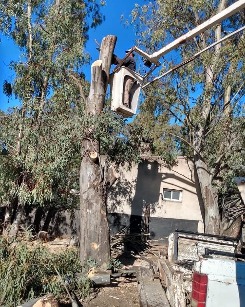 El club de pesca Pigüé realizó trabajos de poda