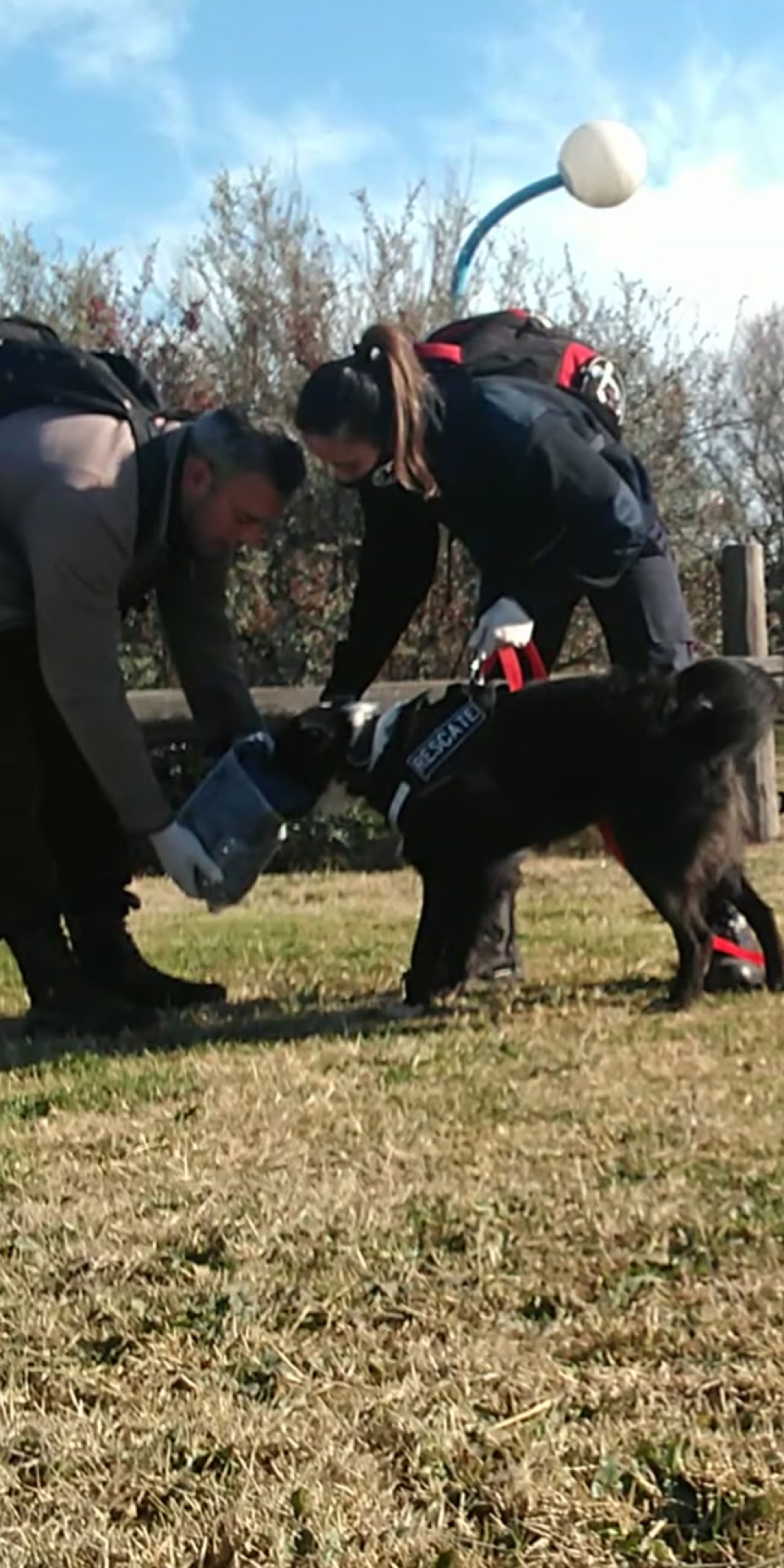 Perros detectores participaron en el operativo de búsqueda de una menor