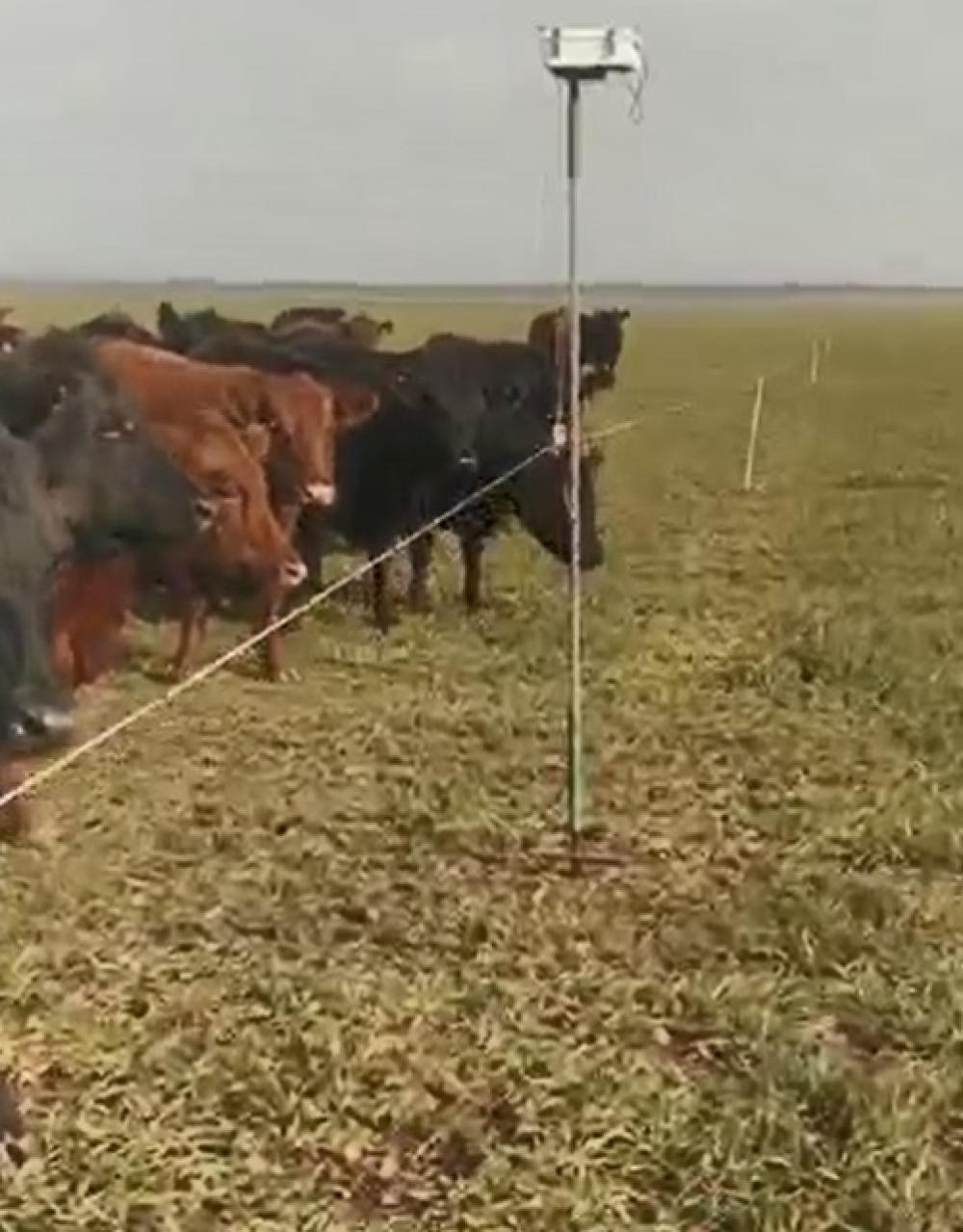 Versión pigüense muy 'argento' de una vela automática para el campo