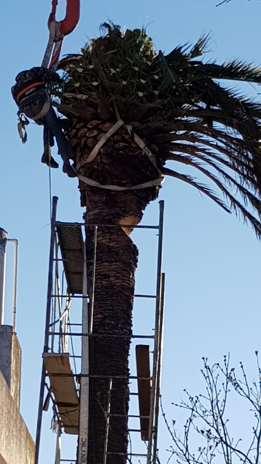 Sacaron una palmera gigante de un domicilio en calle Pellegrini