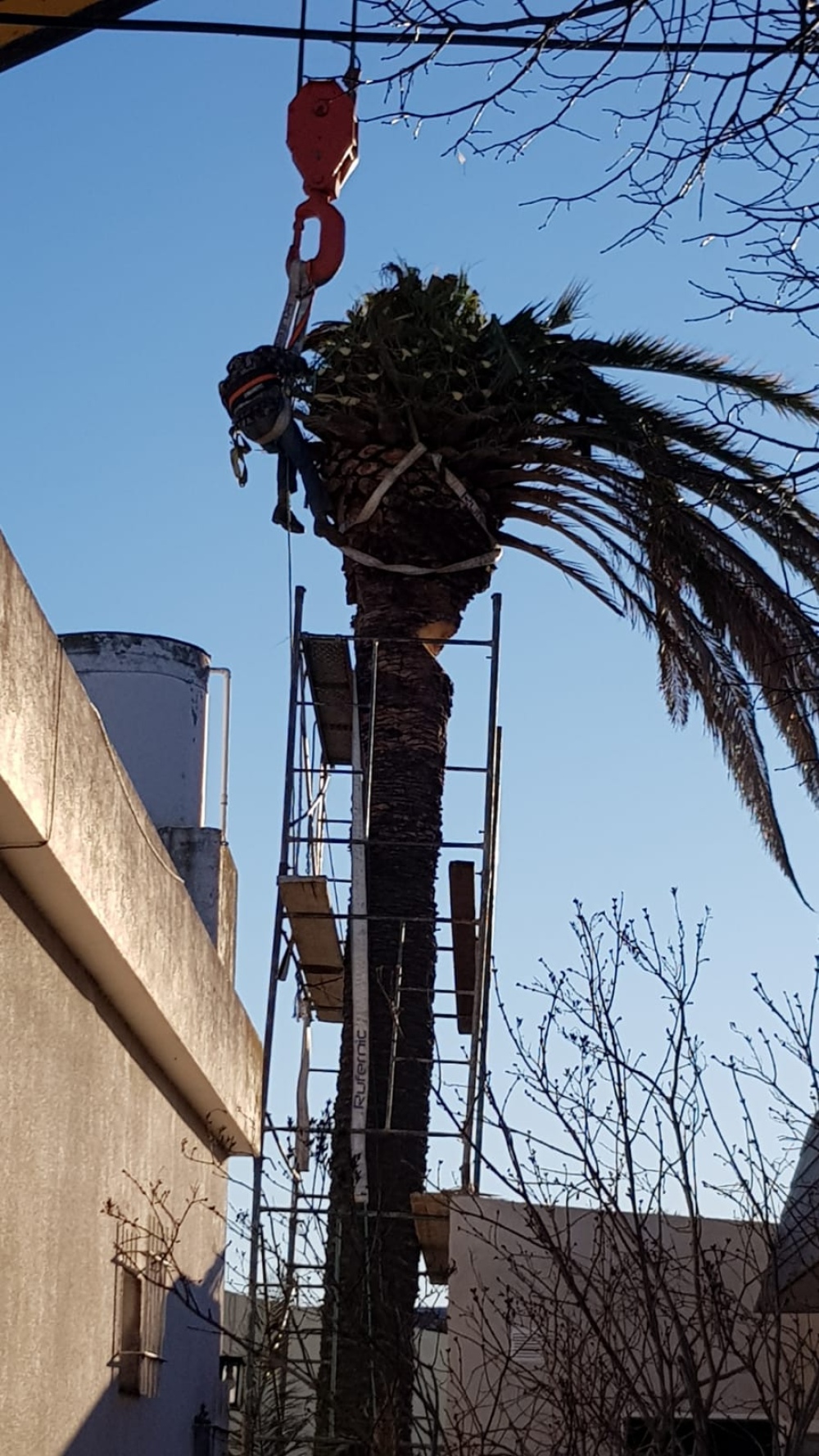 Sacaron una palmera gigante de un domicilio en calle Pellegrini