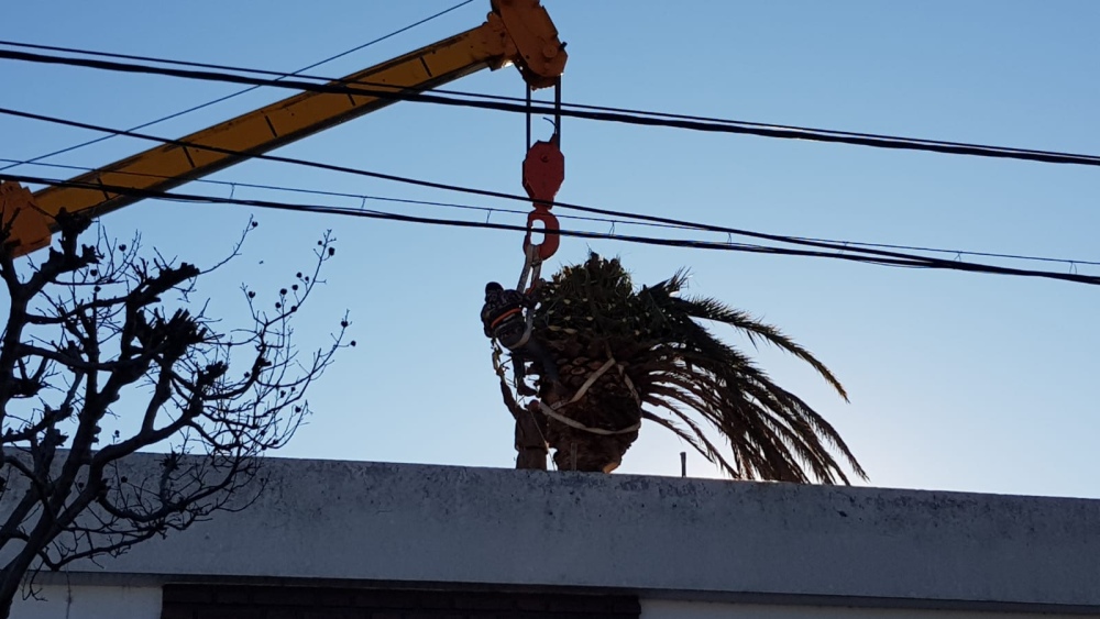 Sacaron una palmera gigante de un domicilio en calle Pellegrini