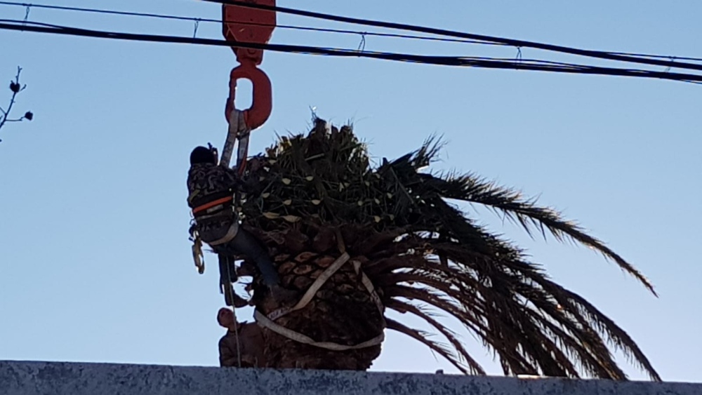 Sacaron una palmera gigante de un domicilio en calle Pellegrini