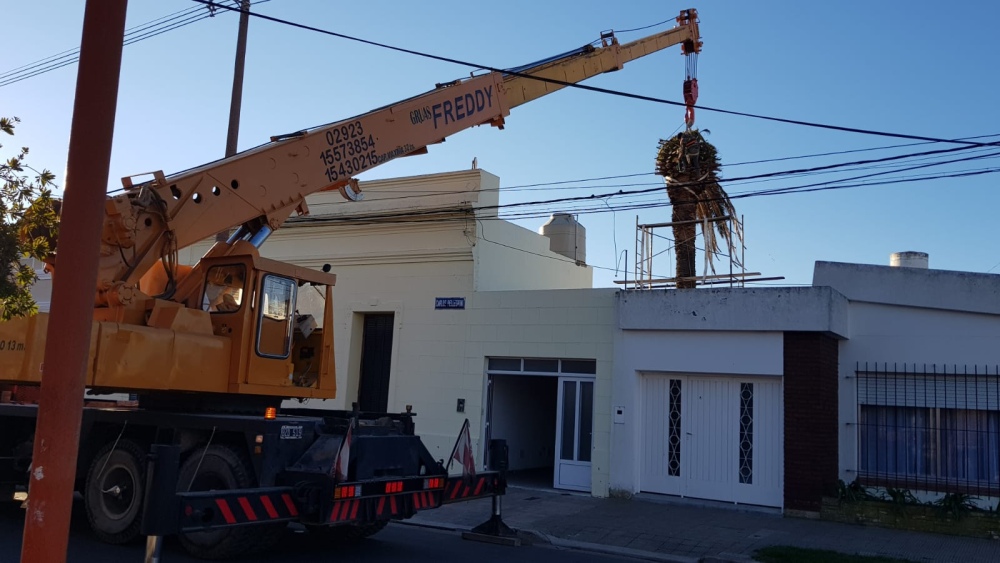 Sacaron una palmera gigante de un domicilio en calle Pellegrini