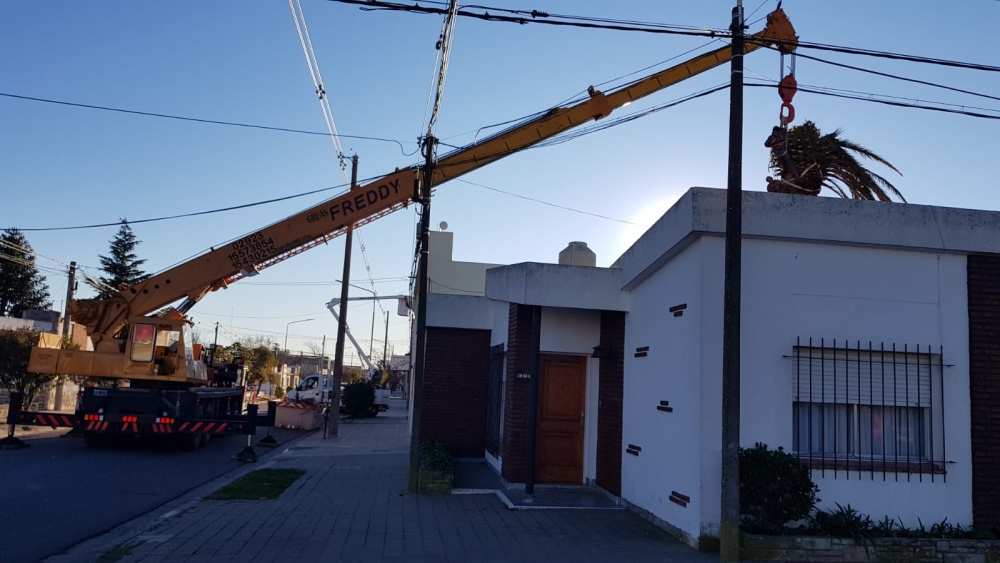 Sacaron una palmera gigante de un domicilio en calle Pellegrini