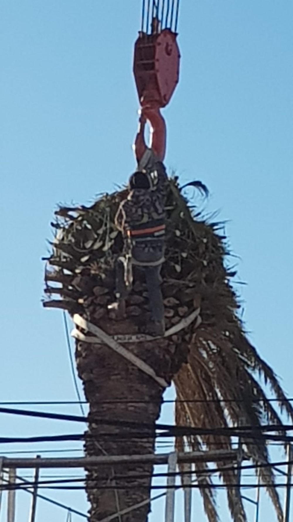 Sacaron una palmera gigante de un domicilio en calle Pellegrini