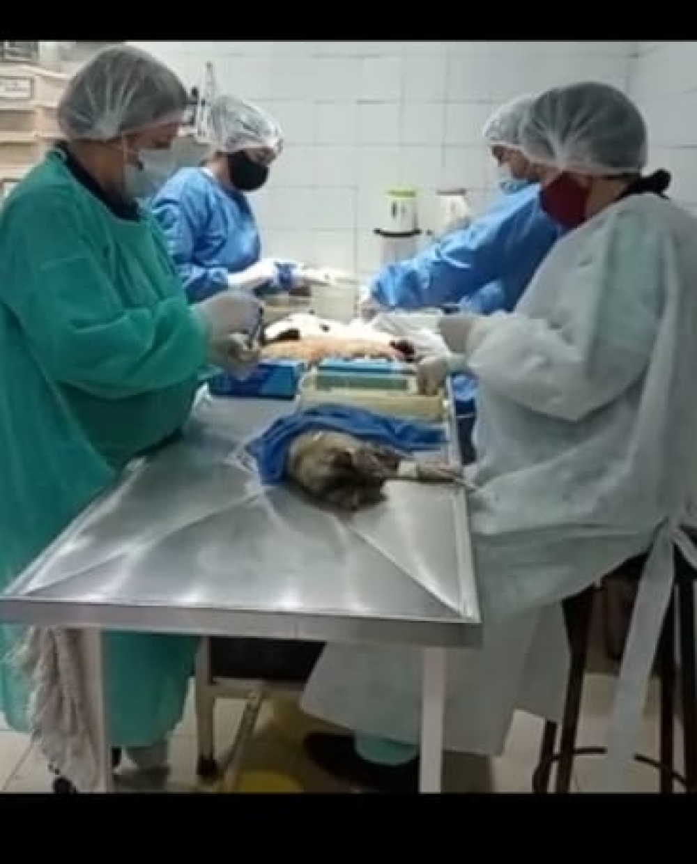 Heidi Díaz: La nueva veterinaria emergentóloga que sumó zoonosis