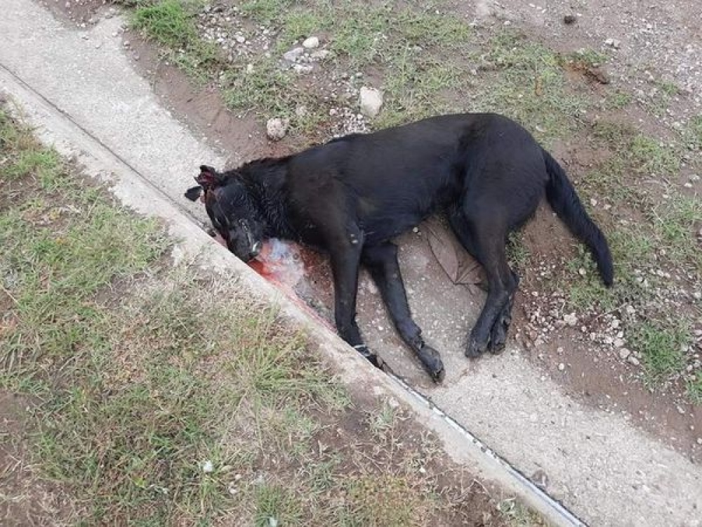 Denuncian envenenamiento de perros en el parque industrial