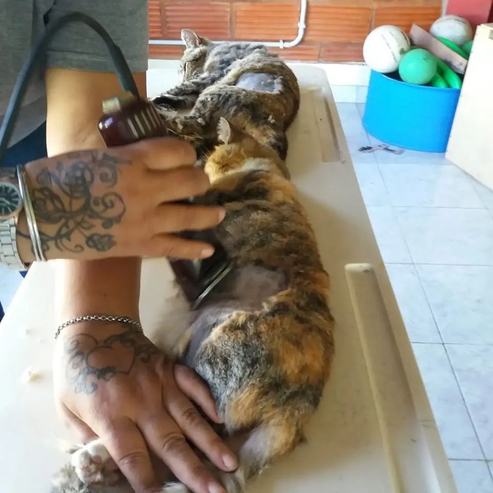 Este año se castraron dos mil animales en zoonosis municipal