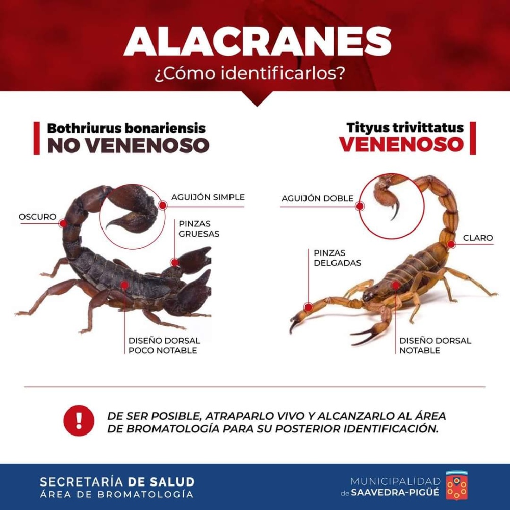 Alacranes, víboras, lagartos: Cómo prevenir accidentes