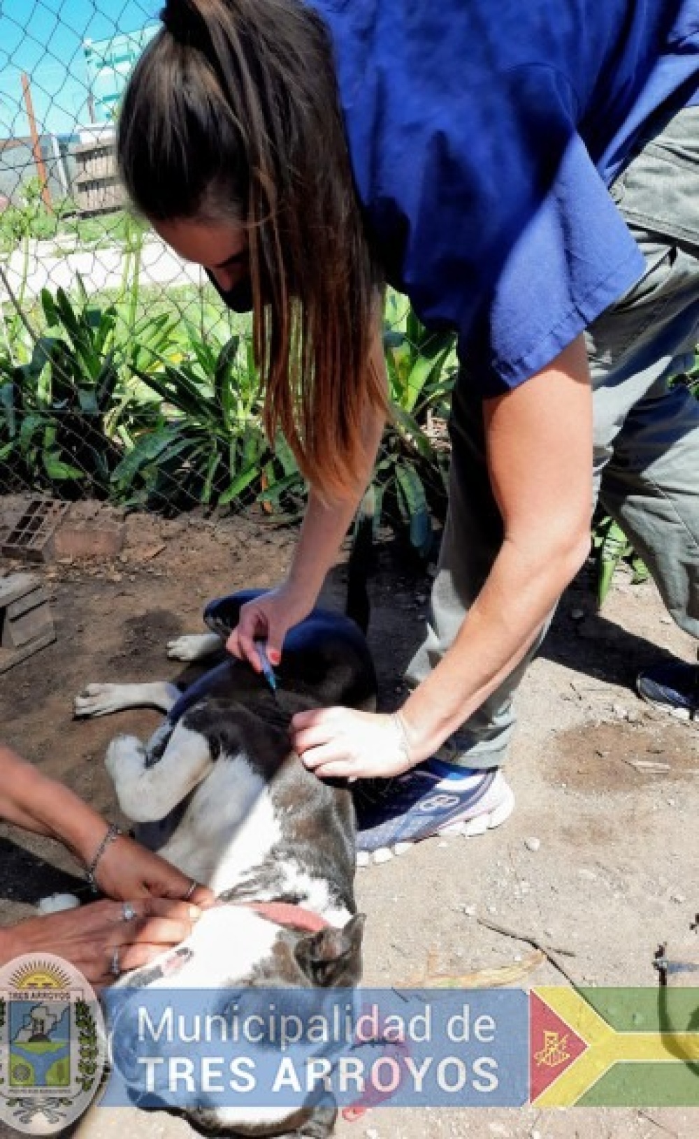 Tres Arroyos: Dejar un perro en la calle puede costar más de 4 mil pesos