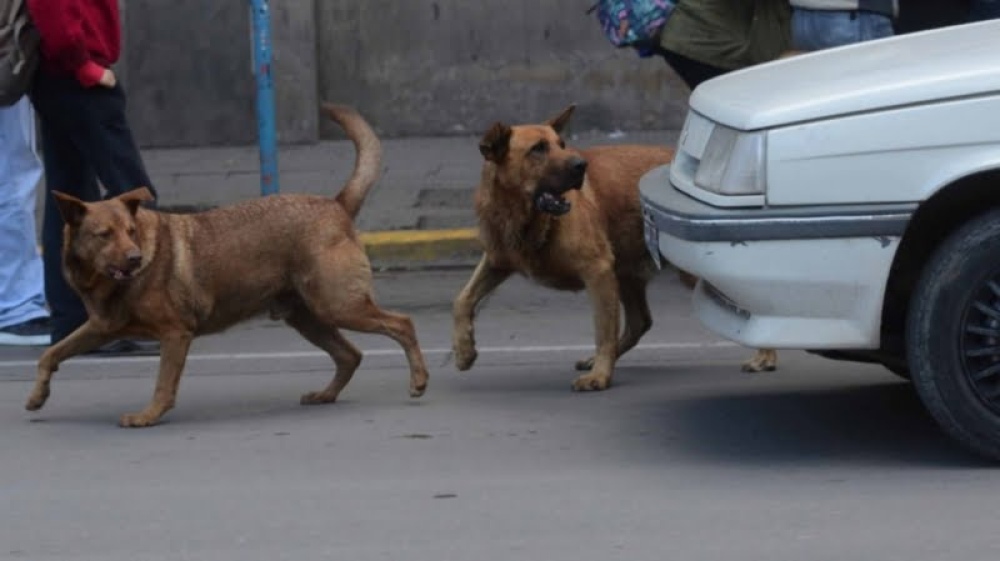 Tres Arroyos: Dejar un perro en la calle puede costar más de 4 mil pesos