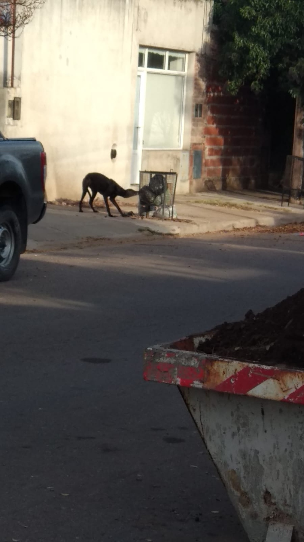 Reclaman por vecinos que tiran basura en la calle y dejan perros sueltos