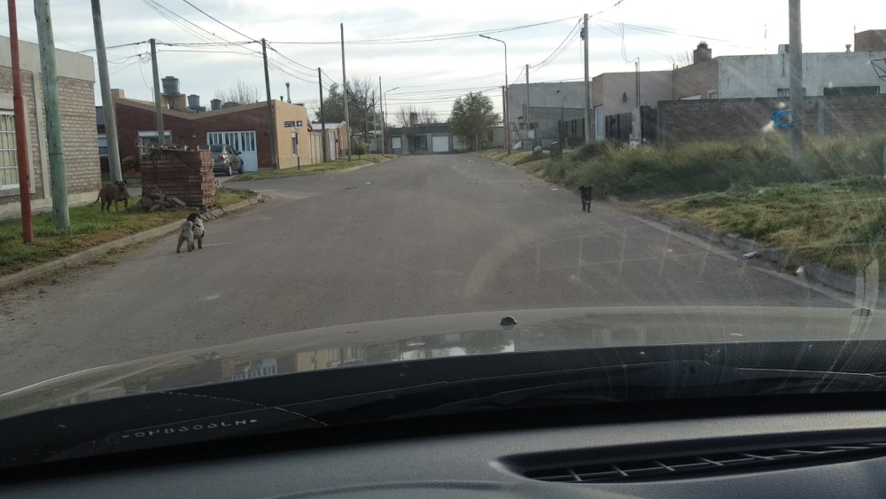 Reclaman por vecinos que tiran basura en la calle y dejan perros sueltos