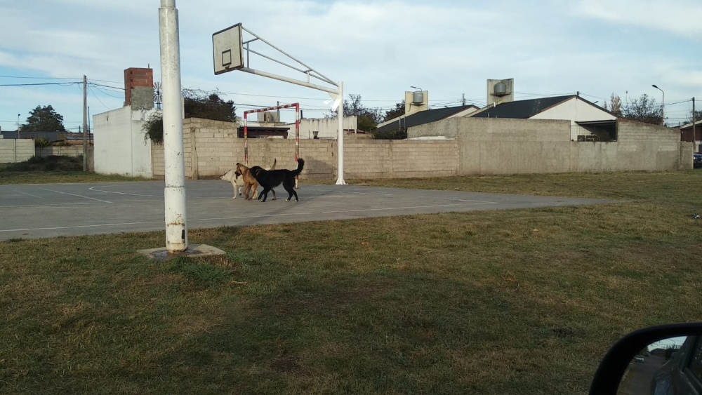 Reclaman por vecinos que tiran basura en la calle y dejan perros sueltos