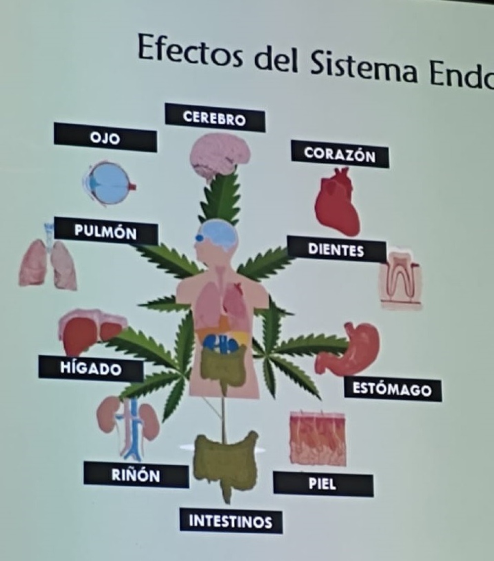 Mas de 600 inscriptos en las Jornadas sobre cannabis en la UPSO