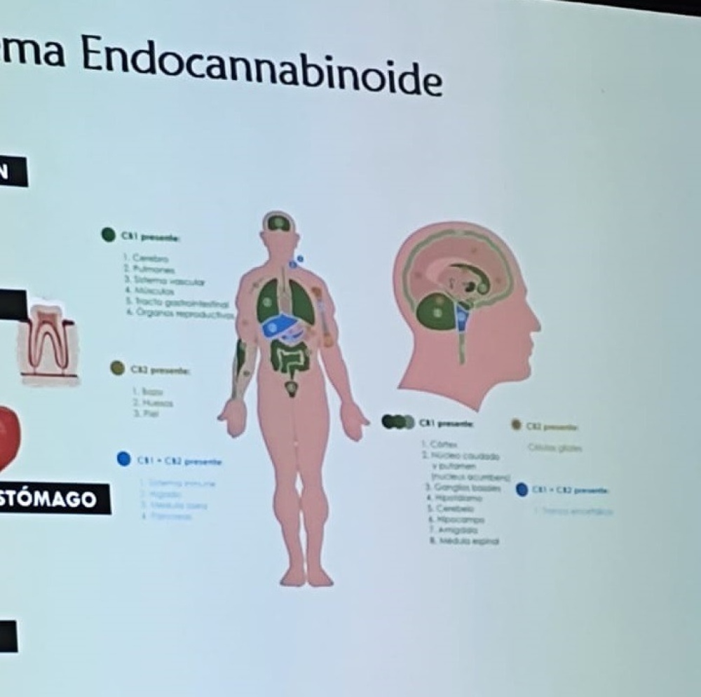 Mas de 600 inscriptos en las Jornadas sobre cannabis en la UPSO