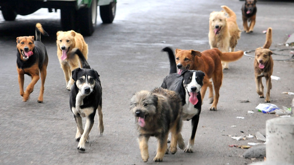 Endurecen las sanciones a dueños de perros que estén en la calle