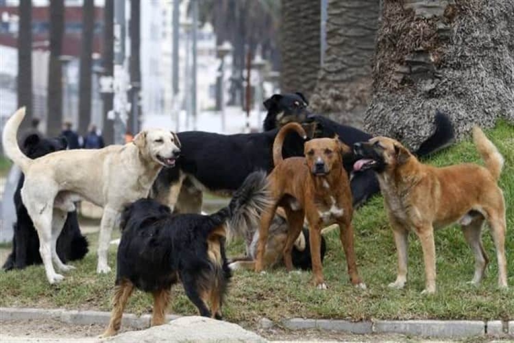 Endurecen las sanciones a dueños de perros que estén en la calle