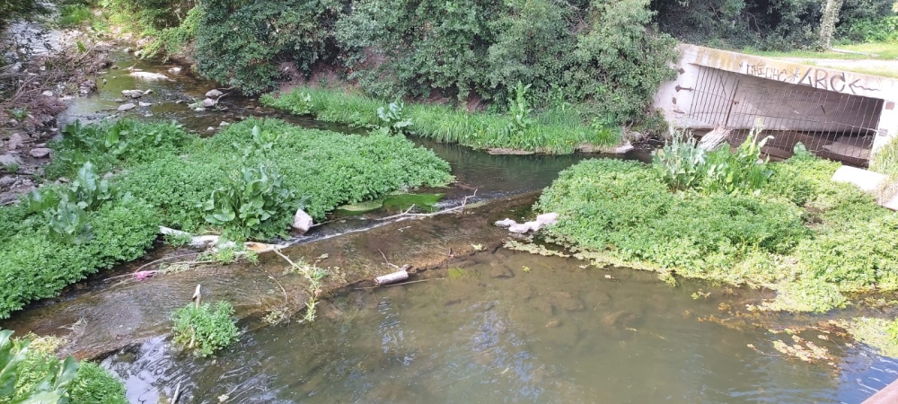 Solicitaron la limpieza del arroyo y acondicionar las palmeras de avenida Casey