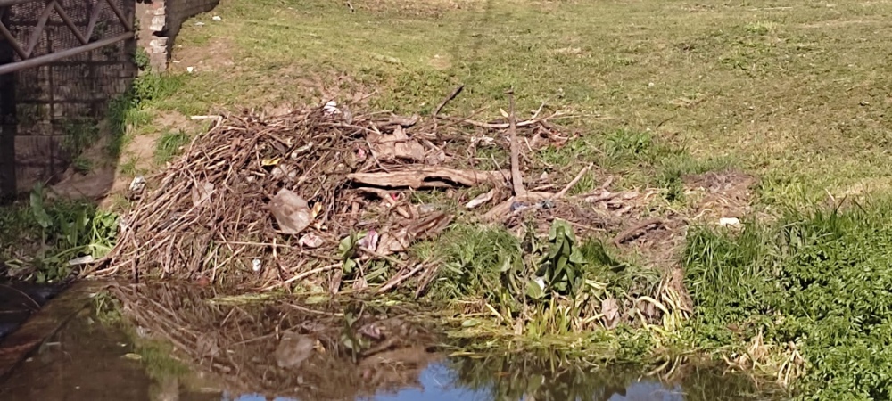 Solicitaron la limpieza del arroyo y acondicionar las palmeras de avenida Casey