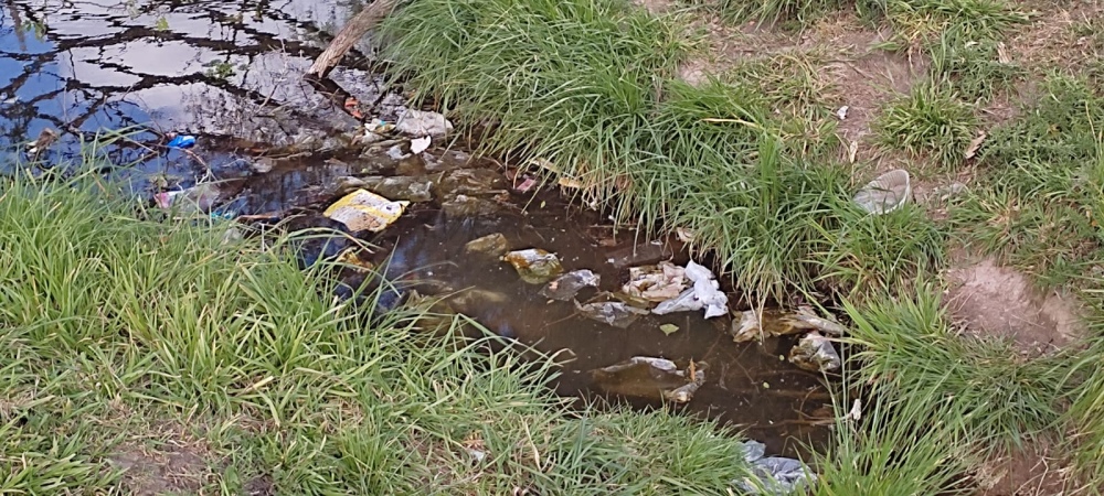 Solicitaron la limpieza del arroyo y acondicionar las palmeras de avenida Casey