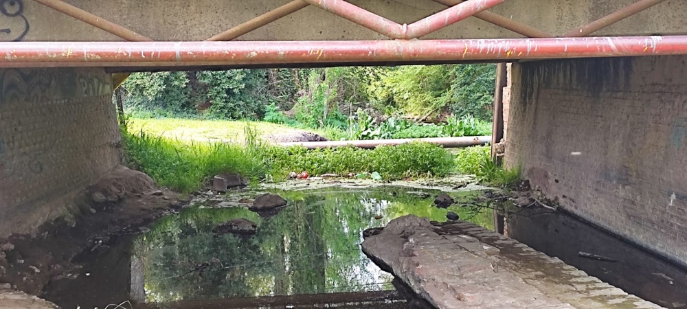 Solicitaron la limpieza del arroyo y acondicionar las palmeras de avenida Casey