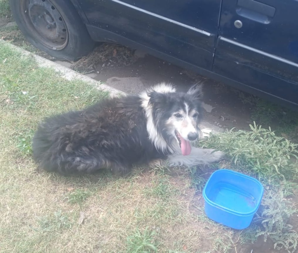 Patitas necesita ayuda para un perro rescatado de la calle