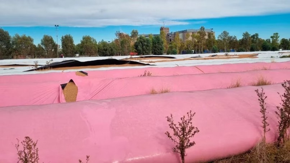 Acto vandálico: rompen 51 silobolsas en Puan