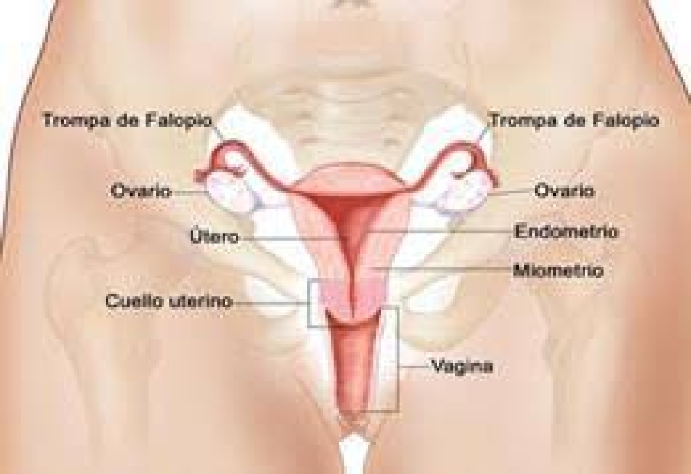 Cáncer de cuello uterino: ¿qué debemos saber?