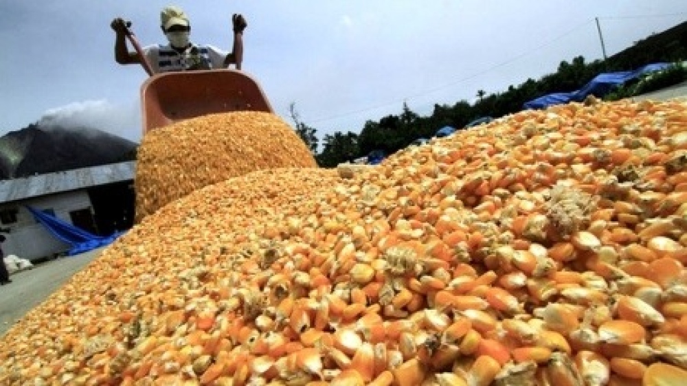 La AFIP incautó 270 toneladas de maíz en una planta ubicada en Espartillar